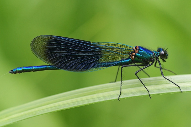 banded-demoiselle_10Jun24