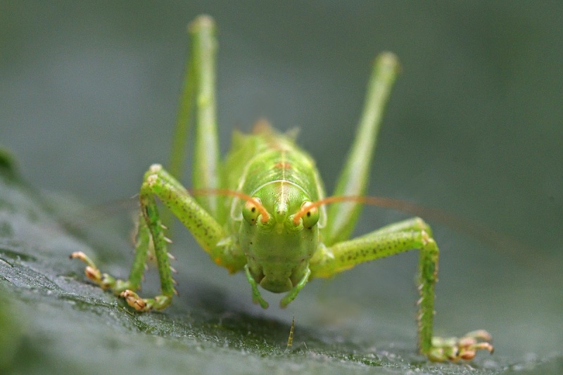 bush-cricket_26Jun24