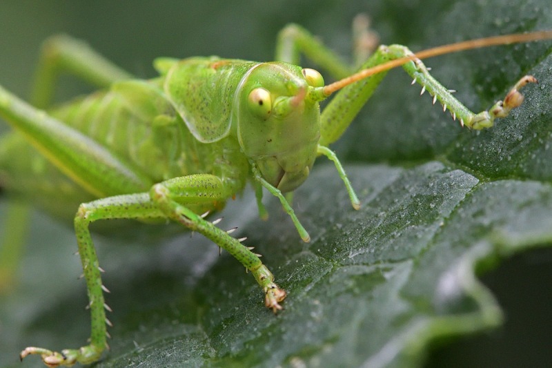 bush-cricket_27Jun24