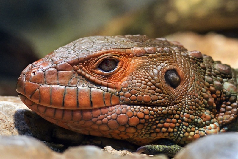 caiman-lizard_11Jan25