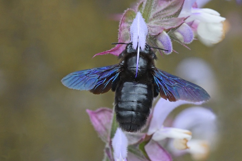 carpenter-bee_24Jun24