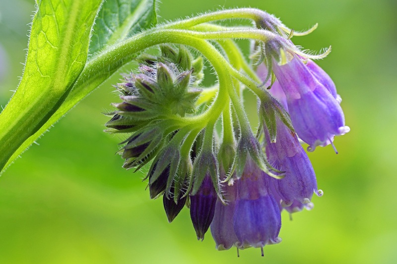 comfrey_10May24