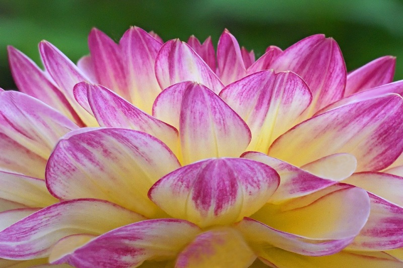 dahlia-hybrida_11Jul24