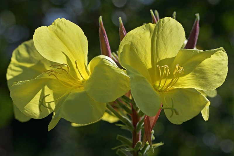 evening-primrose_03Jul24