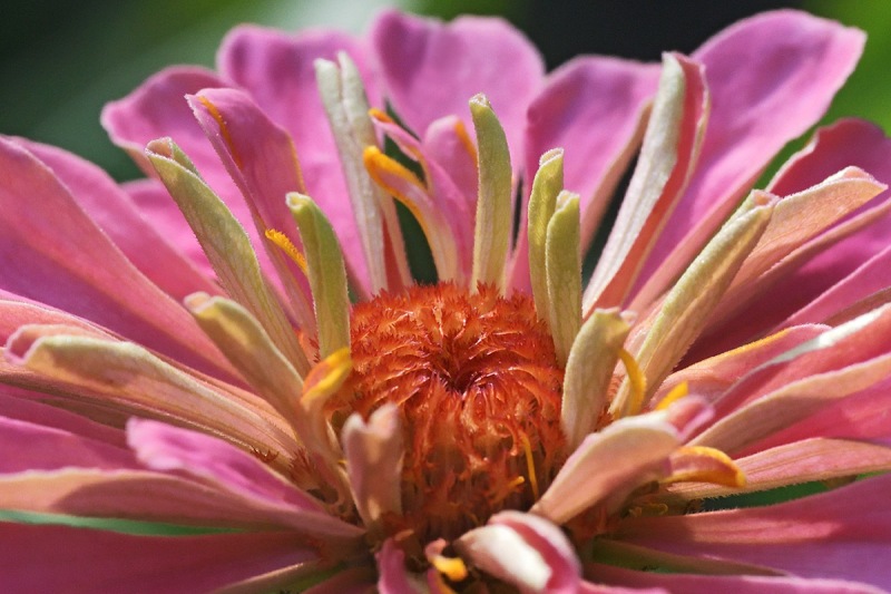 garden-zinnia_08Aug24