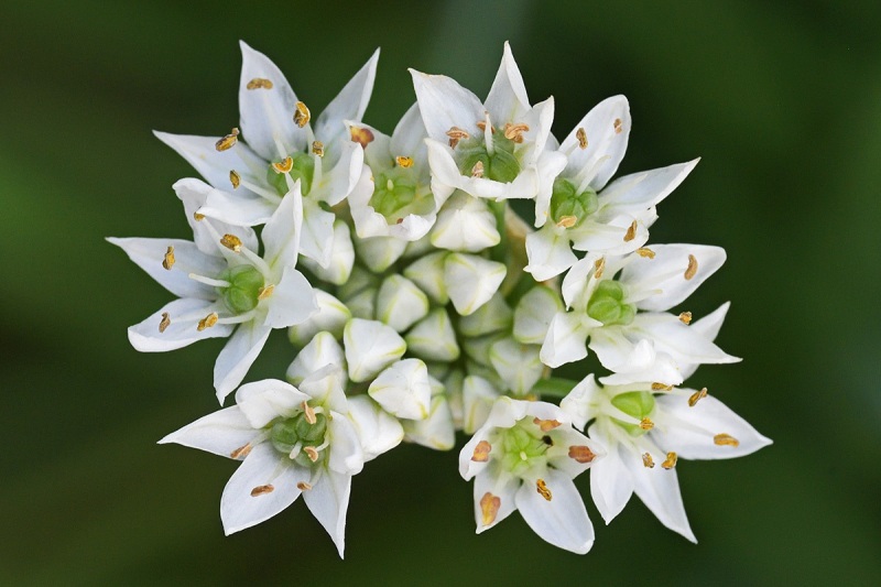 garlic-chives_16Aug24