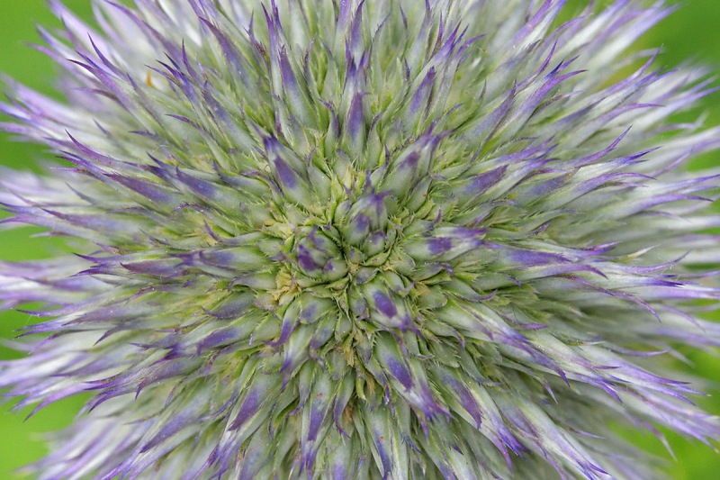 globe-thistle_07Jul24