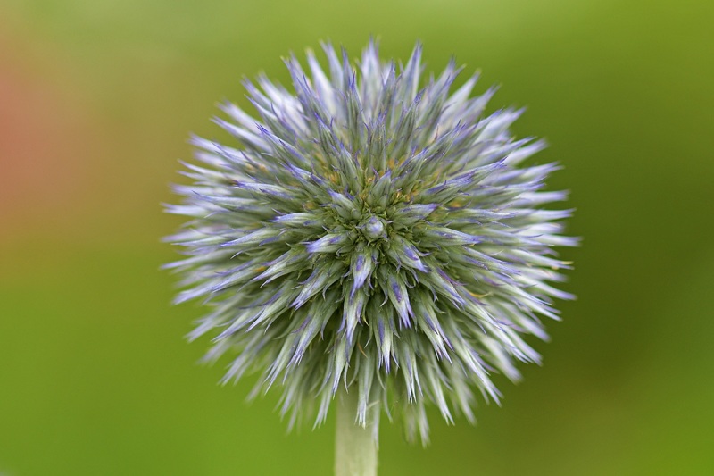 globe-thistle_08Jul24