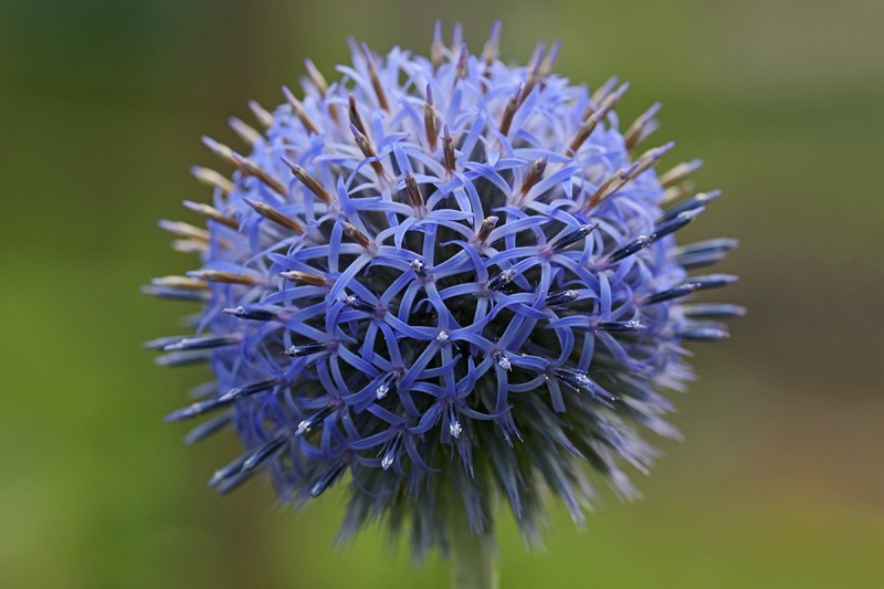 globe-thistle_19Jul24