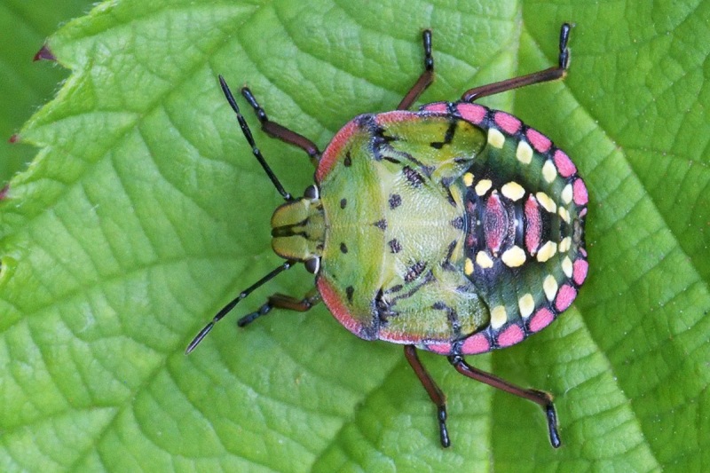 green-shield-bug_24Aug24