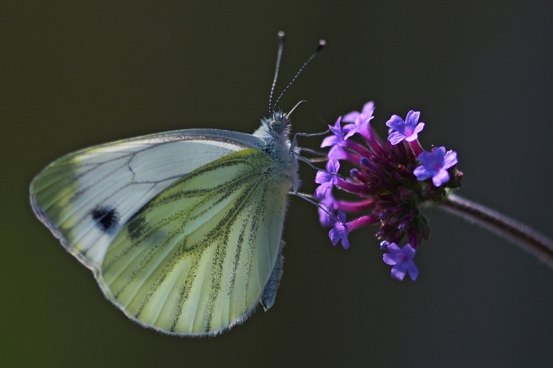 green-veined-white_19Jun24