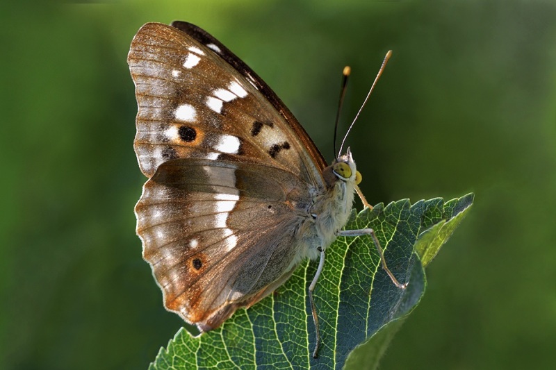 lesser-purple-emperor_05Jul24