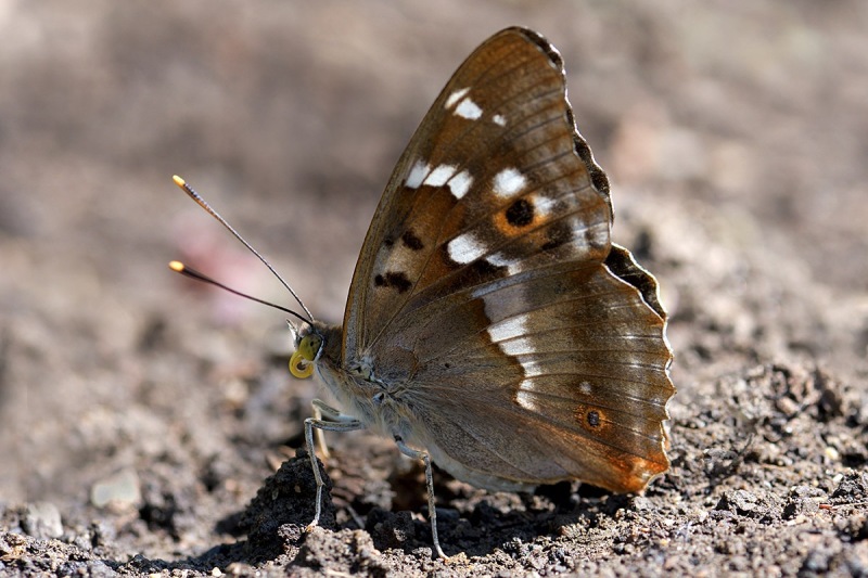 lesser-purple-emperor_06Jul24