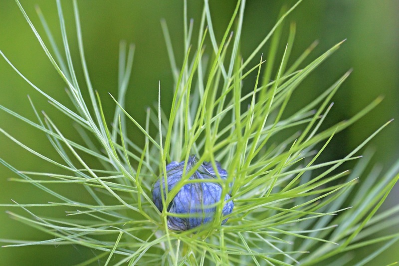 love-in-a-mist_14May24