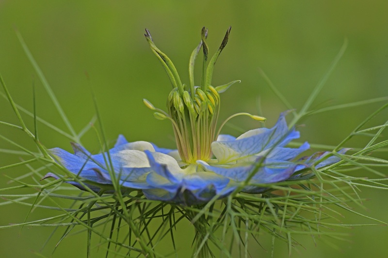 love-in-a-mist_16May24