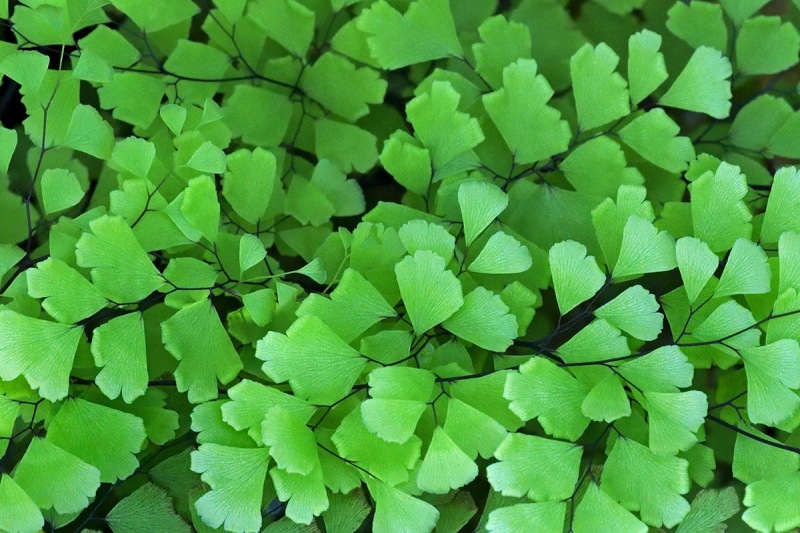 maidenhair-fern_17Jul24