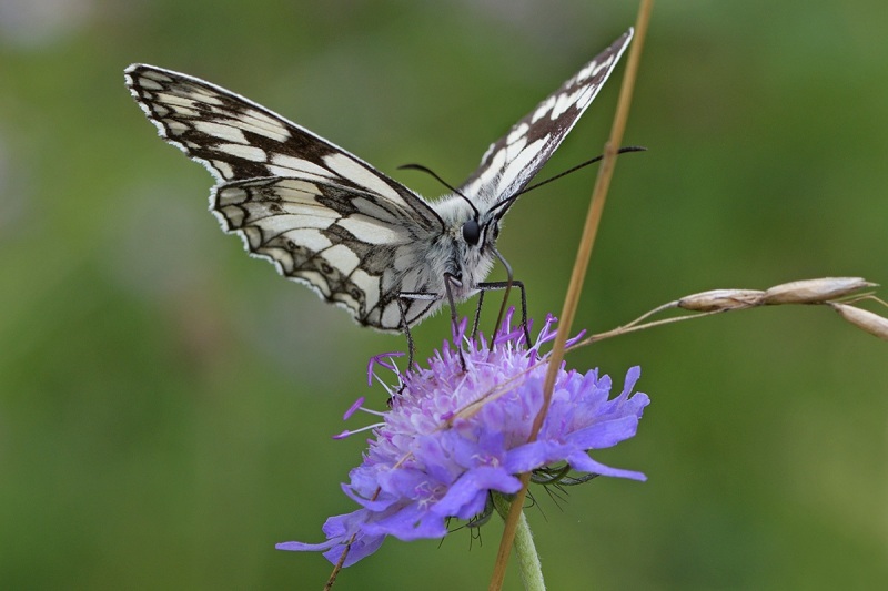 marbled-white_15Jul24