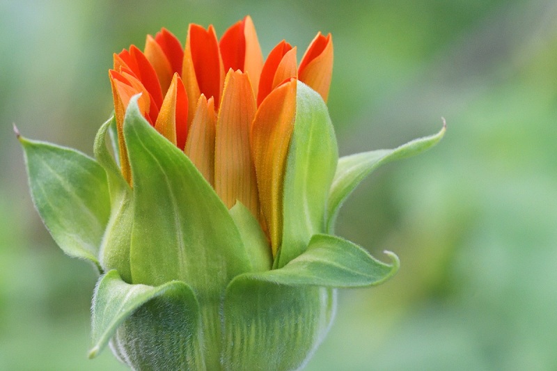 mexican-sunflower_01Sep24