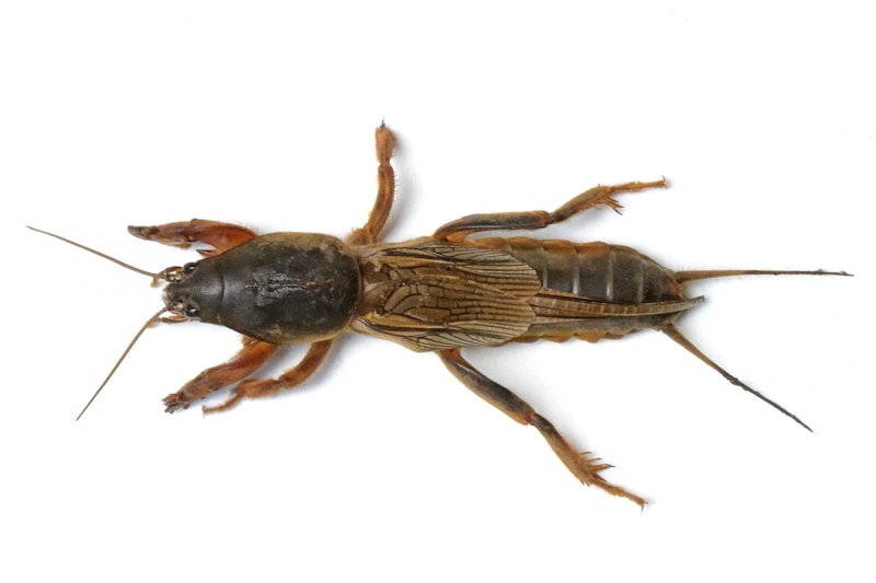 mole-cricket_29Jun24