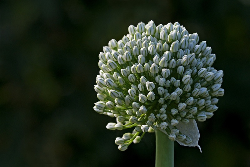 onion-flower-bud_28Jun24