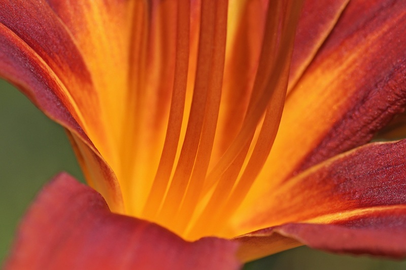 orange-daylily_29Jul24