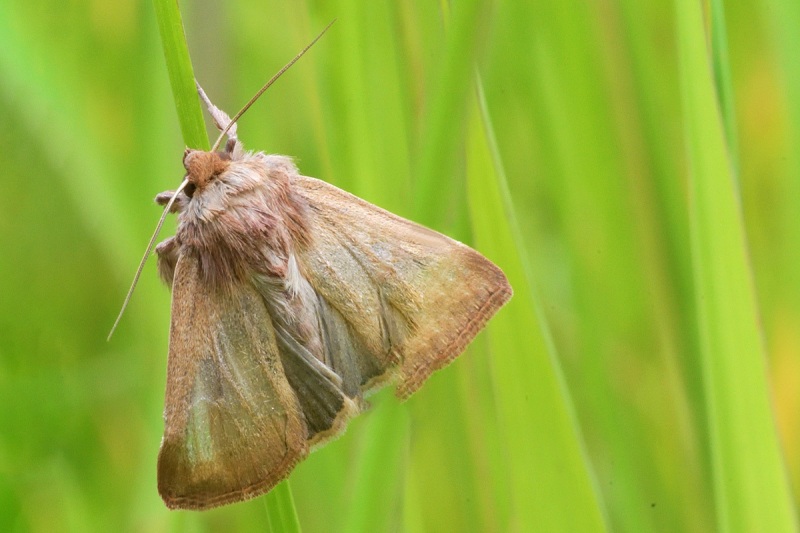 owlet-moth_02Jun24a