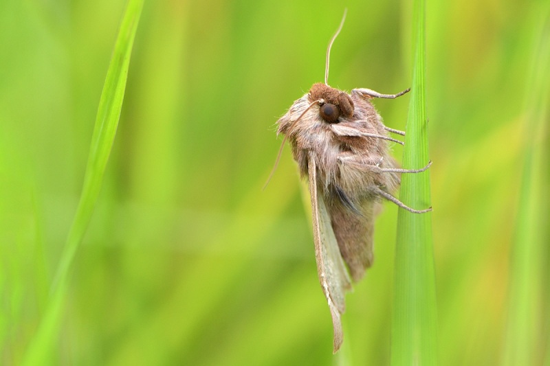 owlet-moth_02Jun24b