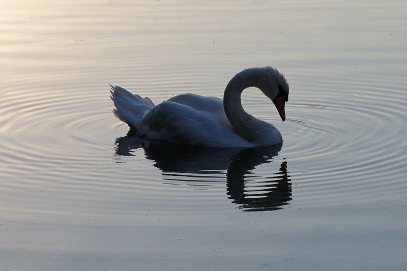 petite-camargue_27Jui24