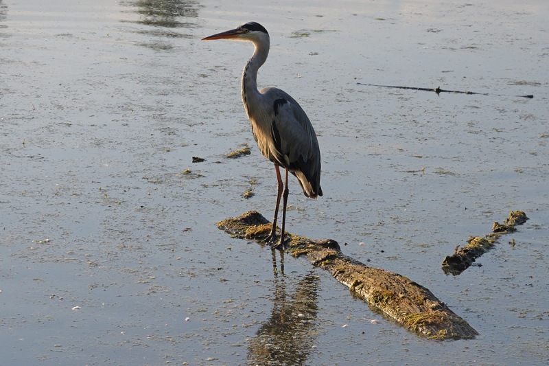 petite-camargue_28Jui24