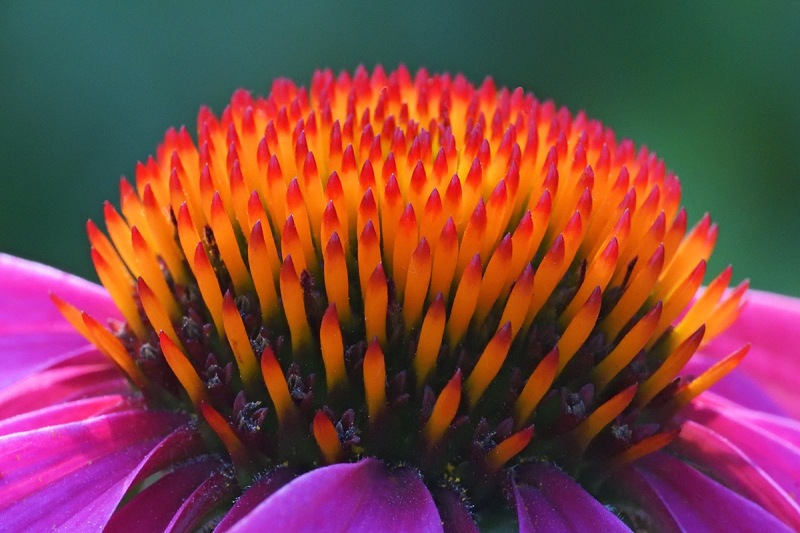 purple-coneflower_18Jul24