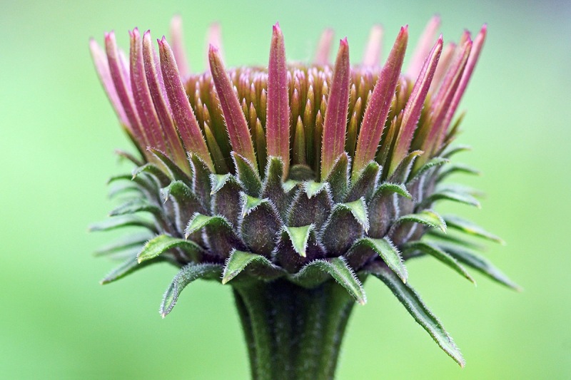 purple-coneflower_22Jun24