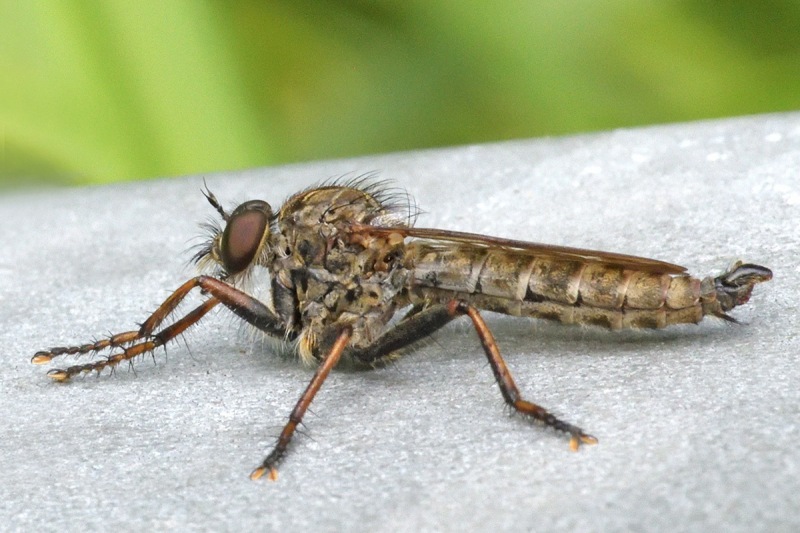 robber-fly_28Aug24