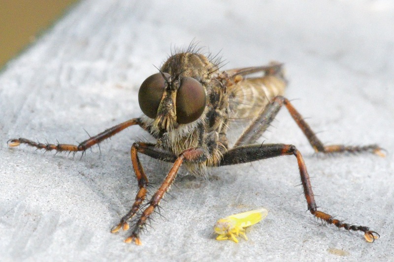 robber-fly_29Aug24