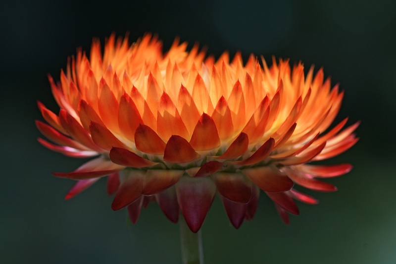 strawflower_11Aug24