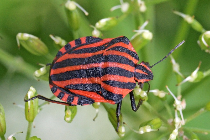 striped-shield-bug_07Jun24