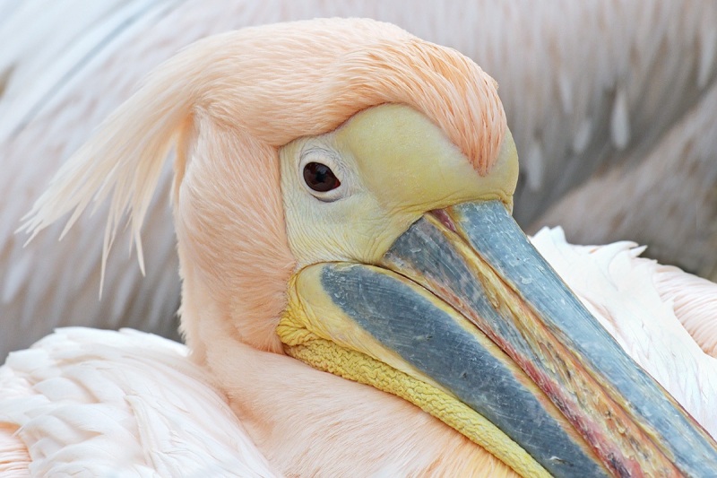 white-pelican_16Jan25