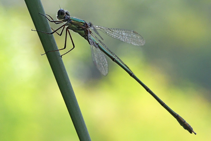 willow-emerald-damselfly_10Sep24