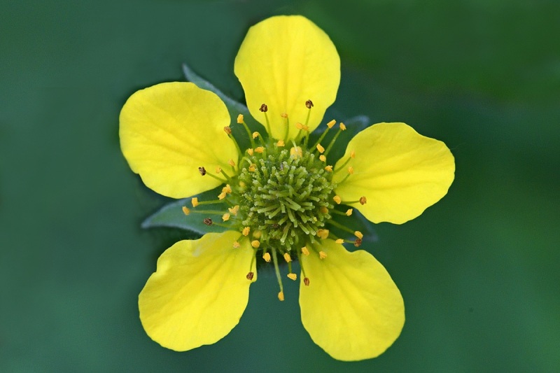 wood-avens_19May24