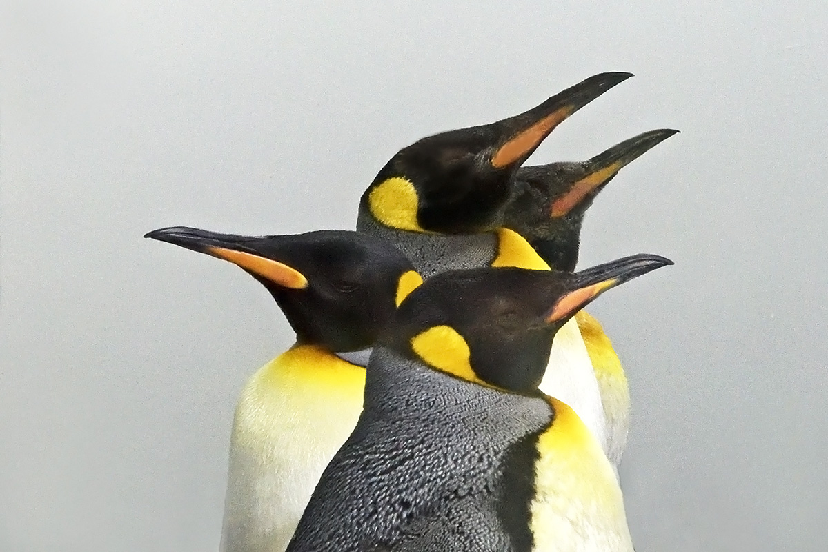 King Penguins (Aptenodytes patagonicus)