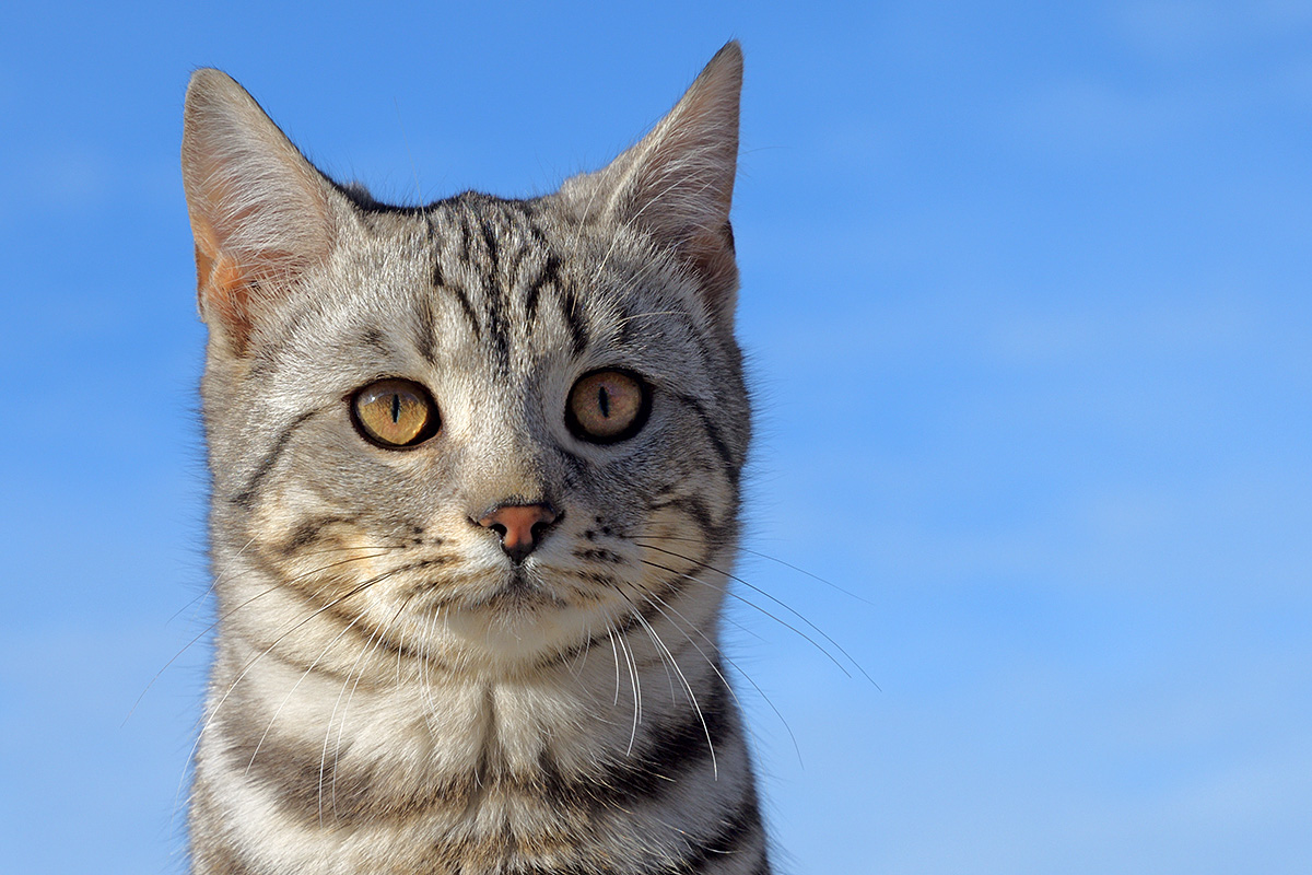 Farm Cat (Felis catus) (1)