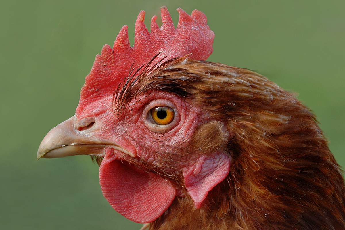 Female Farm Chicken (Gallus gallus)