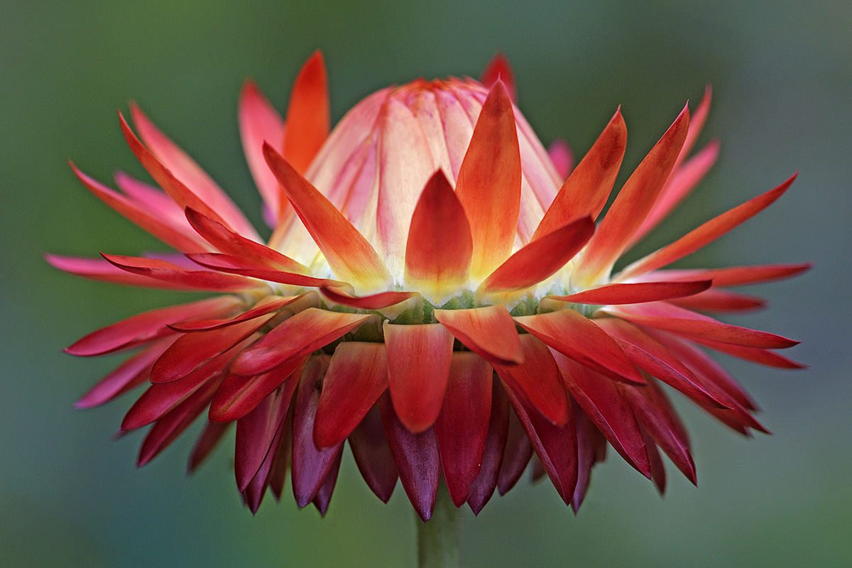 Strawflower (Helichrysum bracteatum)