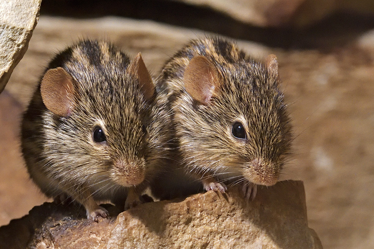 Striped Grass Mouse (Lemniscomys barbarus)