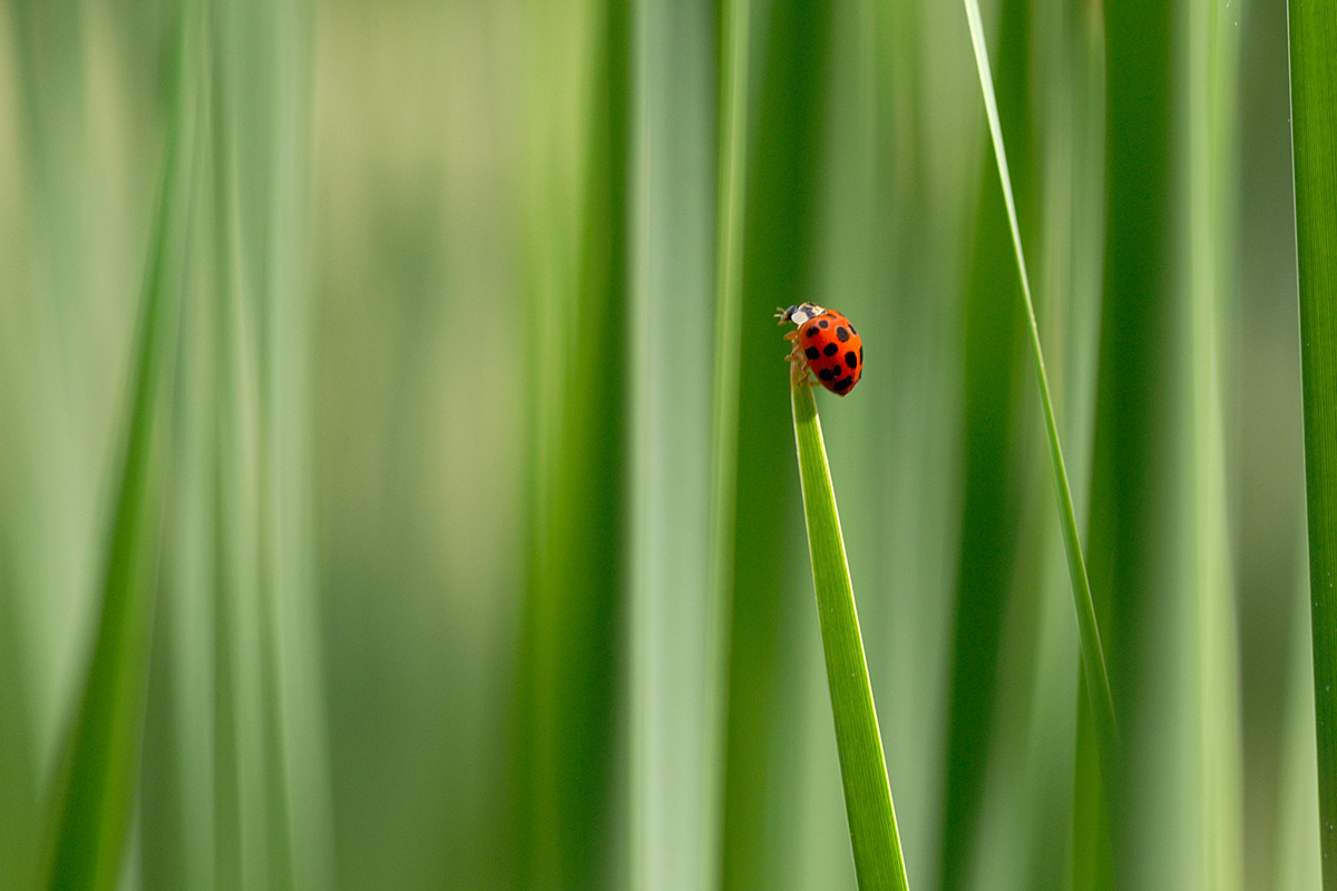 Asian Ladybeetle (Harmonia axyridis)