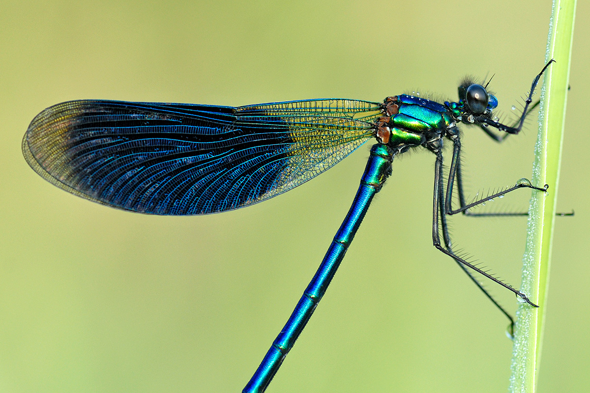 Banded Demoiselle (Calopteryx splendens, male) (1)