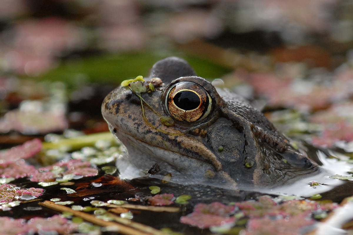 Common Frog (Rana temporaria)