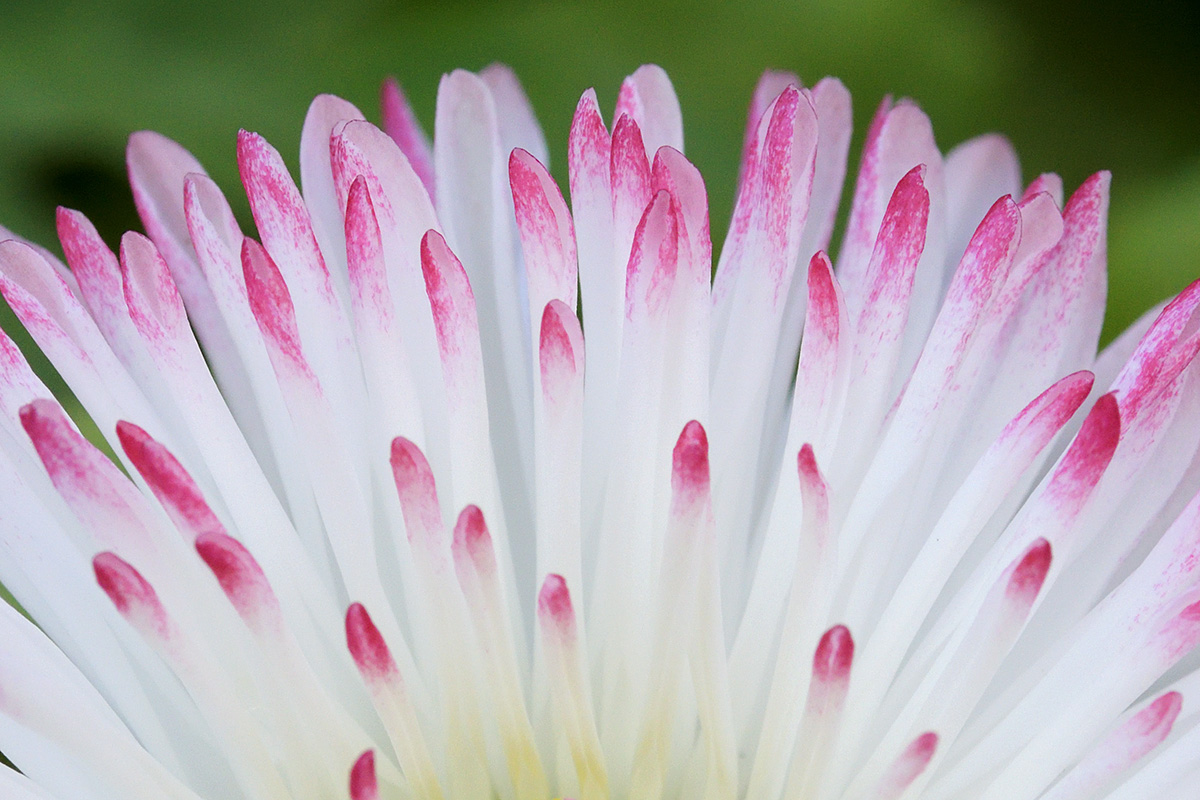 English Daisy (Bellis perennis) (1)