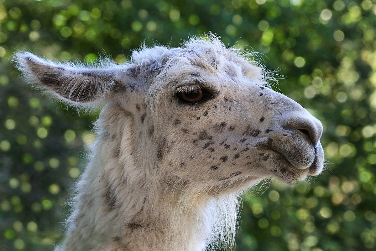 Llama (Lama glama)