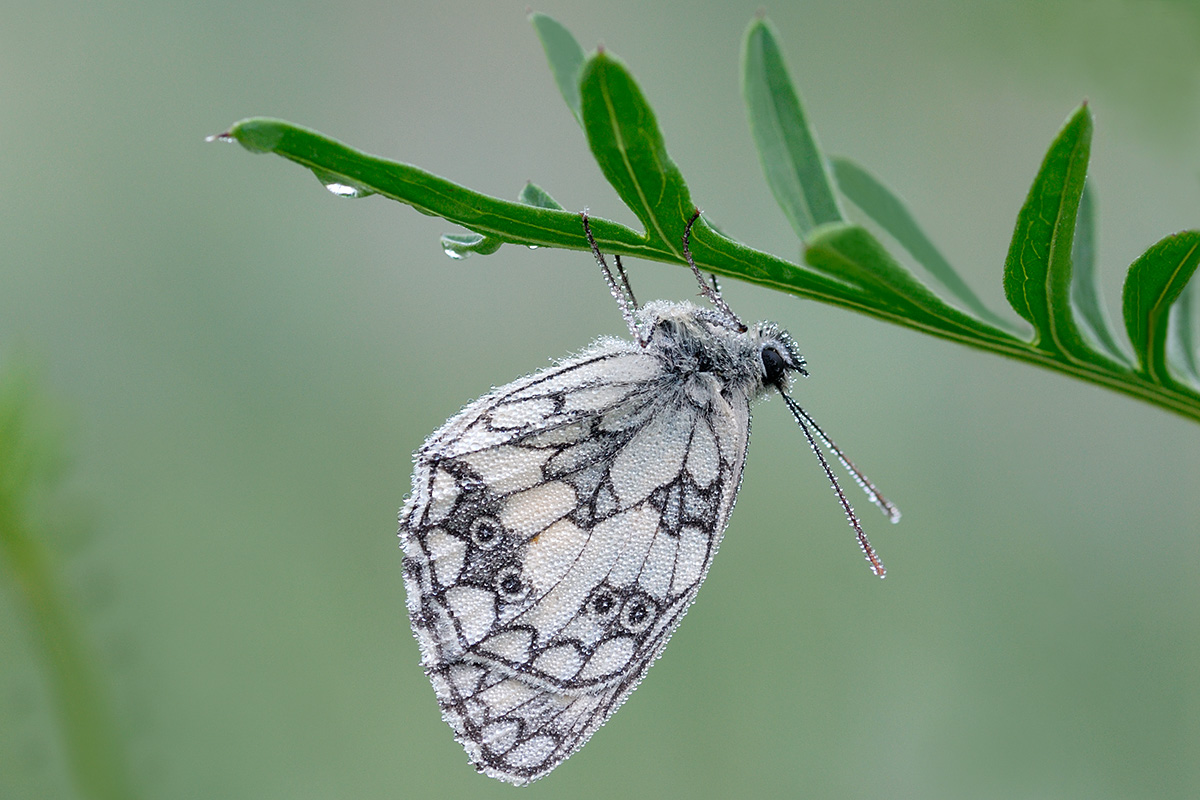 Marbled White (Melanargia galathea) (1)