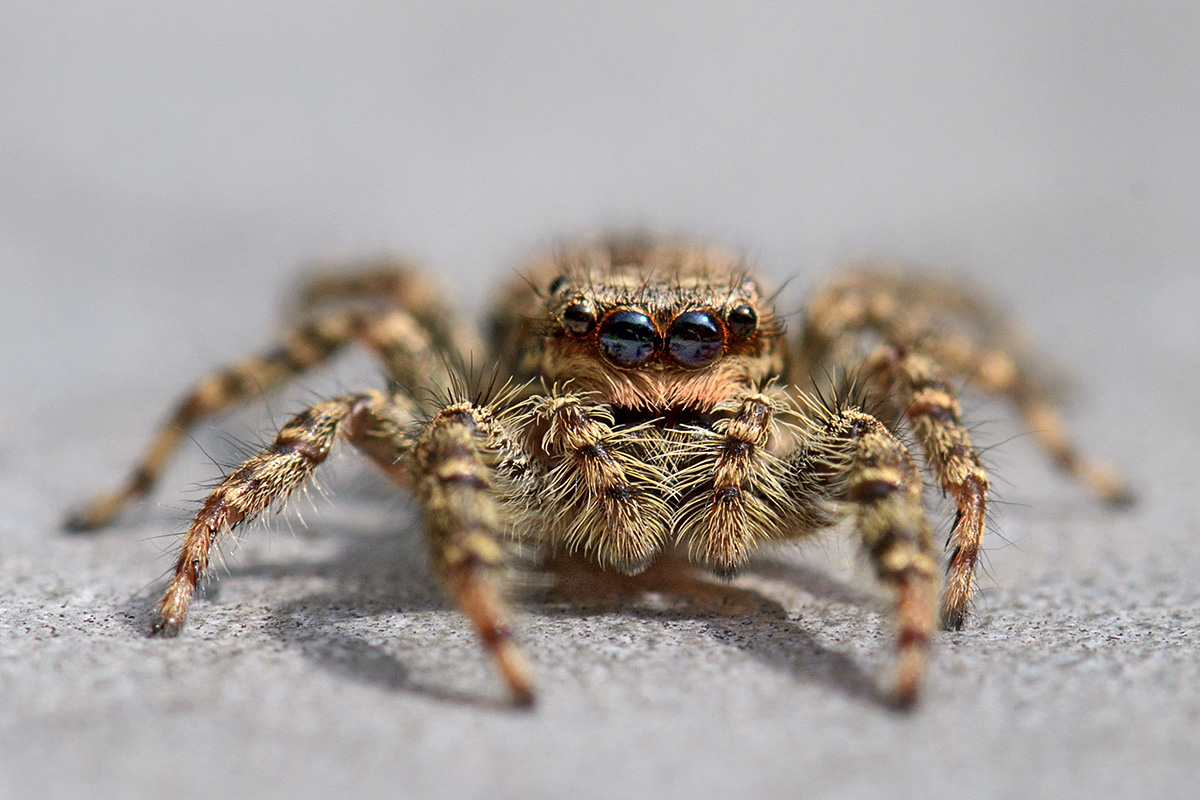 Jumping Spider (Marpissa muscosa, female)